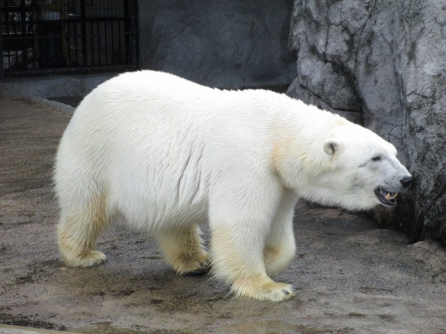 旭川市旭山動物園