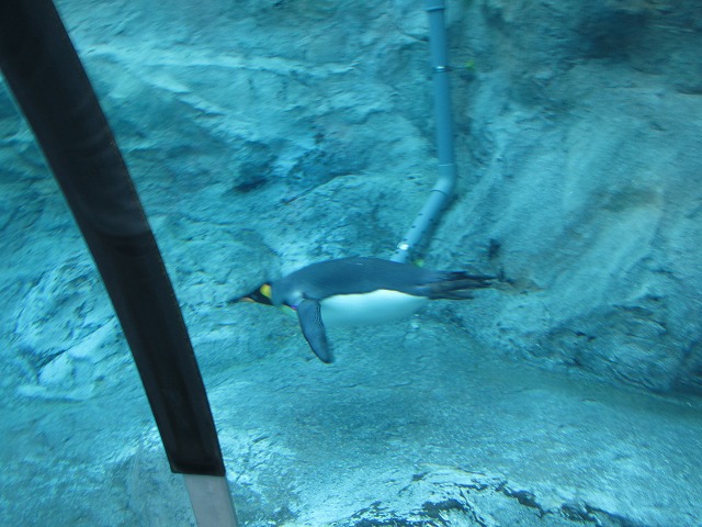 旭川市旭山動物園