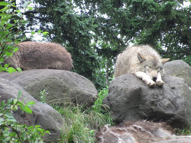 旭川市旭山動物園