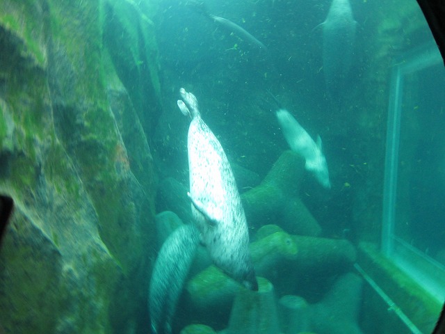旭川市旭山動物園