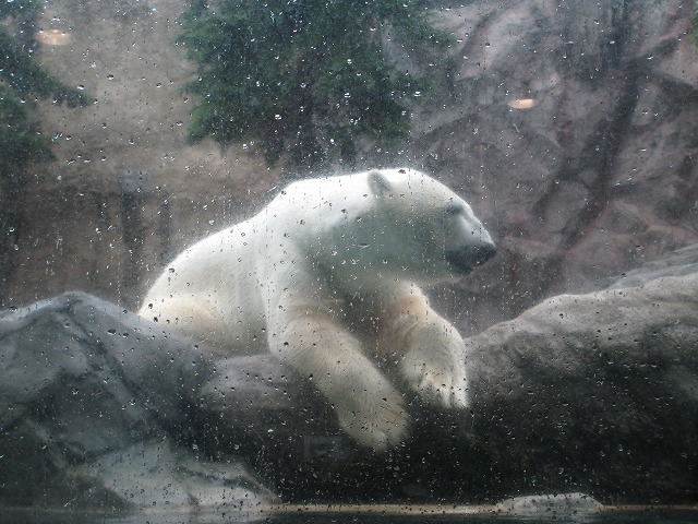 旭川市旭山動物園