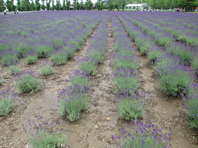 �t�@�[���x�c�@���x���_�[