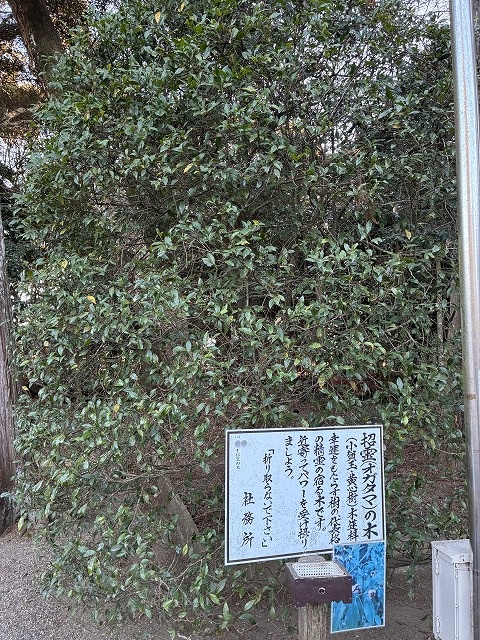息栖神社の招霊（おがたま）の木
