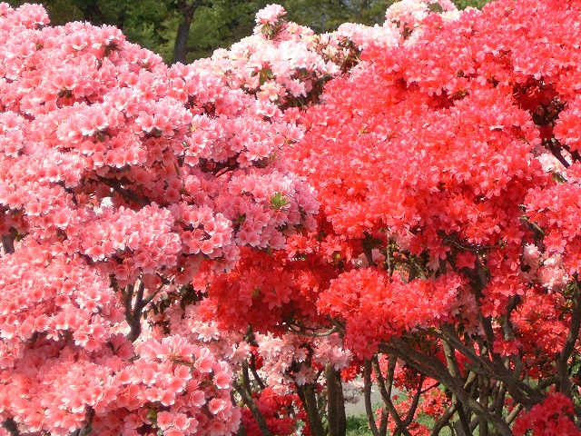 笠間つつじ公園