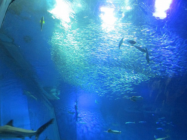 アクアワールド茨城県大洗水族館