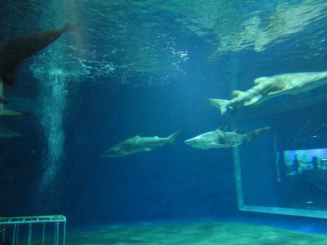 アクアワールド茨城県大洗水族館