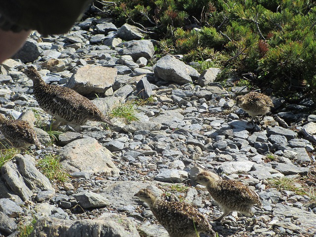 北岳、間ノ岳登山