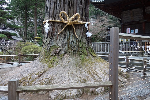 北口本宮冨士浅間神社の太郎杉