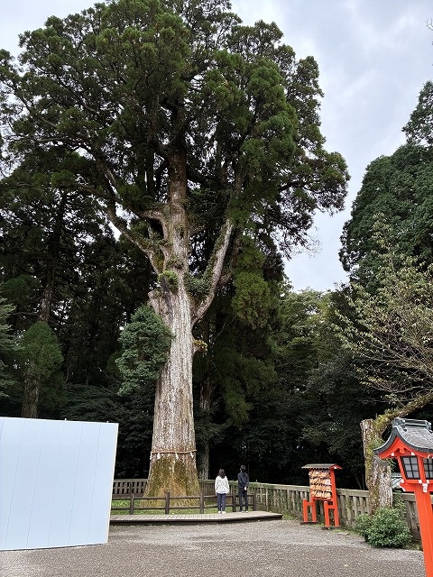 霧島神宮　御神木