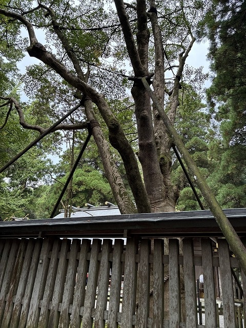 御神木 招霊の木　天岩戸神社