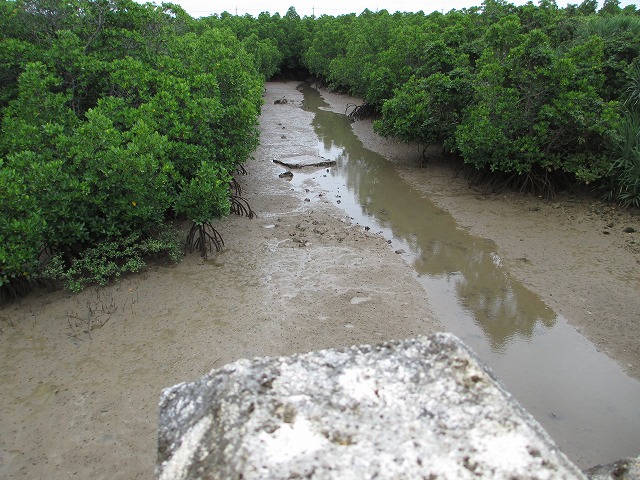 島尻のマングローブ林