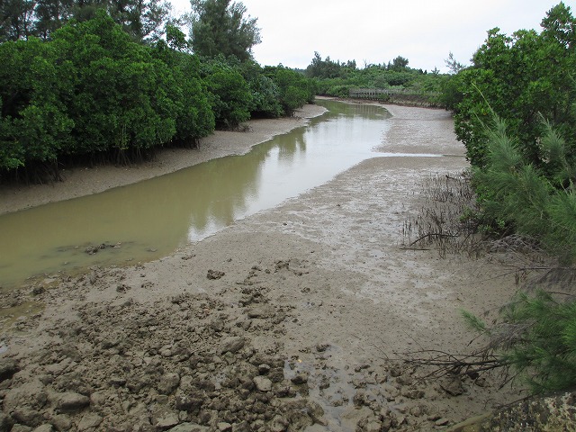 島尻のマングローブ林