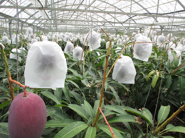 ���[�g�s�A�t�@�[���{�Ó�