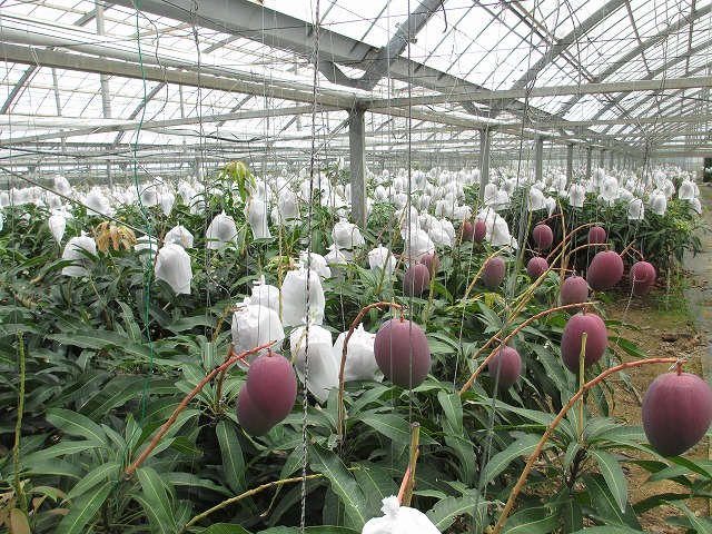 ユートピアファーム宮古島