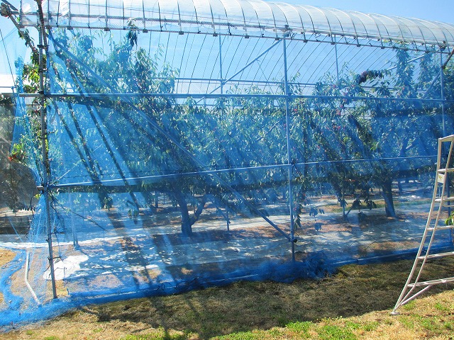 まるえ観光果樹園