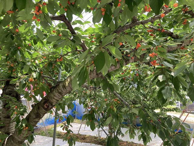 まるせい果樹園