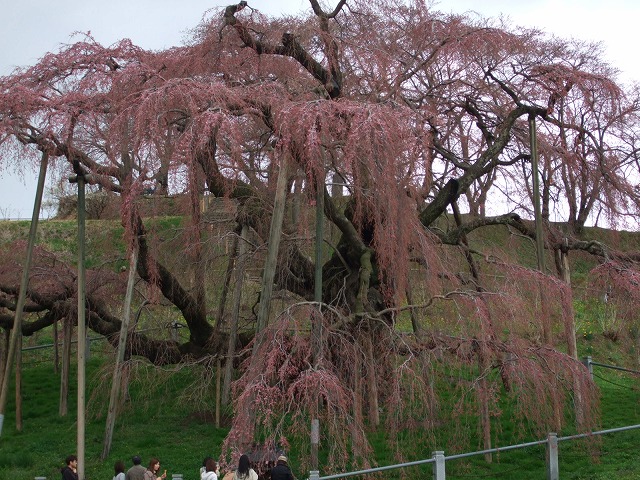 三春滝桜