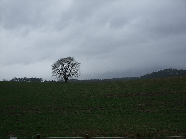 小岩井農場　一本桜