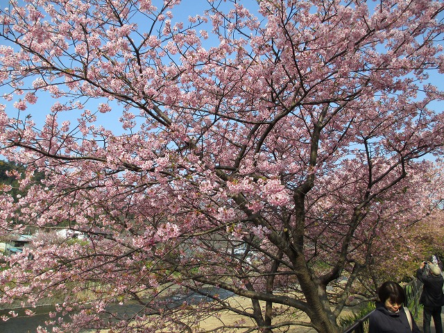 河津桜
