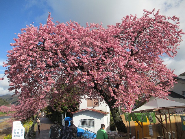 河津桜