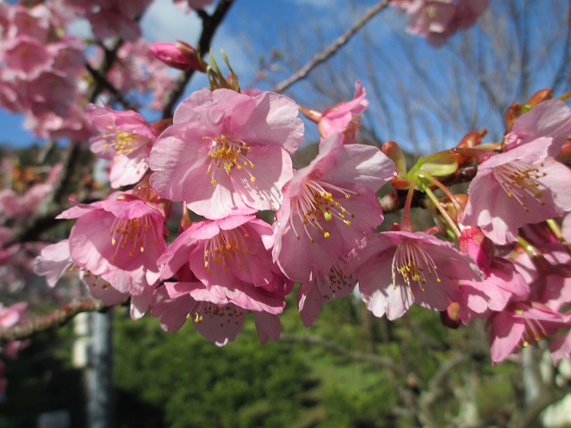 河津桜