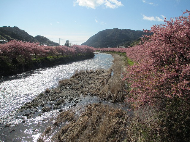 河津桜