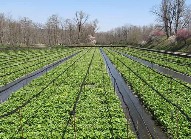 �剤�킳�є_��