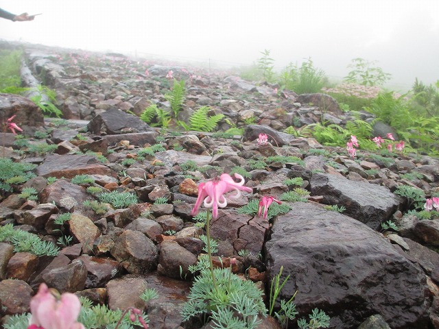 白馬五竜高山植物園
