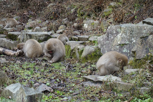 地獄谷野猿公苑