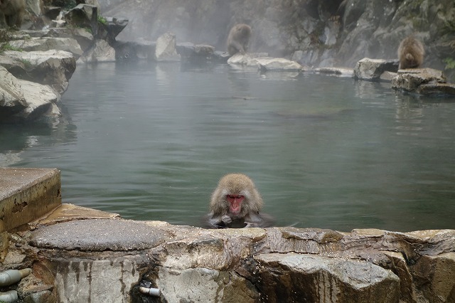 地獄谷野猿公苑