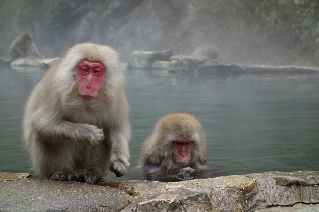 地獄谷野猿公苑