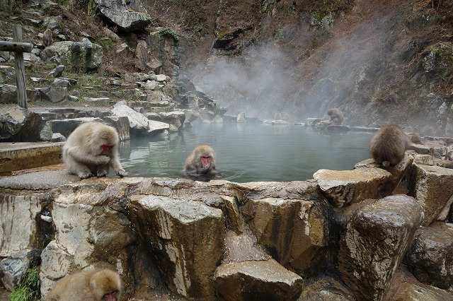 地獄谷野猿公苑