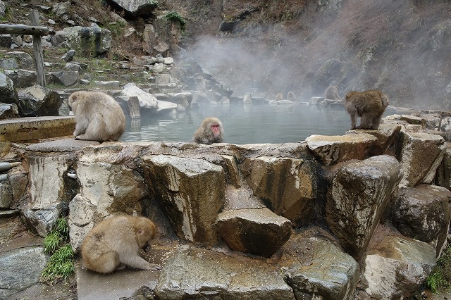 地獄谷野猿公苑