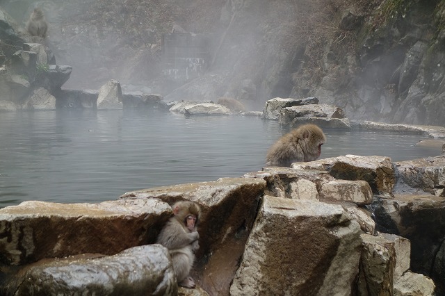 地獄谷野猿公苑