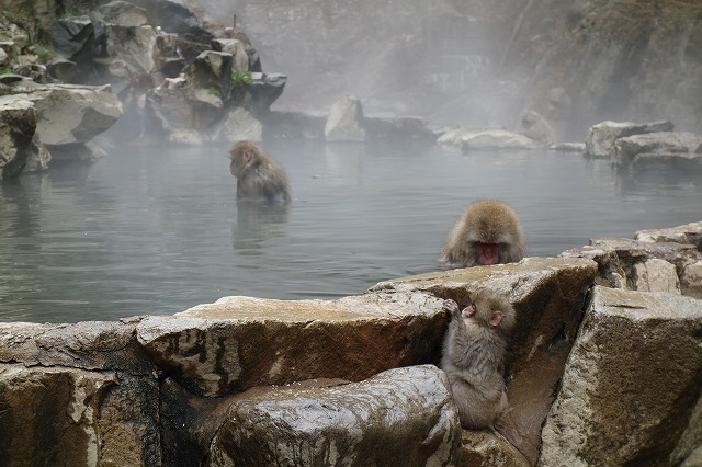 地獄谷野猿公苑