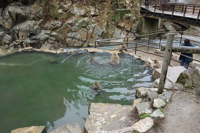 地獄谷野猿公苑